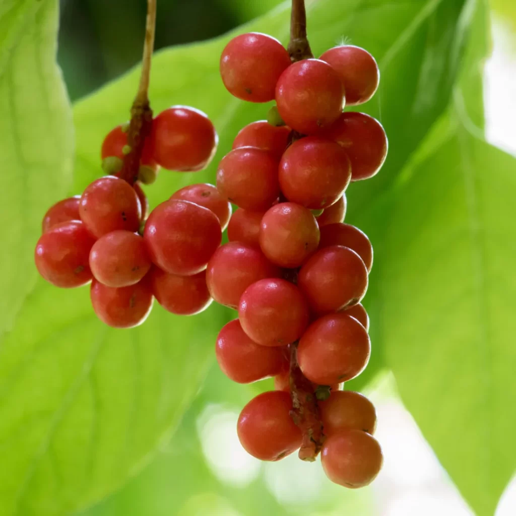 schisandra